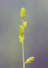 Einzelbild 7 Graue Segge - Carex canescens