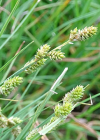 Einzelbild 8 Graue Segge - Carex canescens
