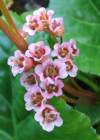 Einzelbild 2 Bergenie - Bergenia crassifolia
