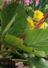 Einzelbild 3 Bergenie - Bergenia crassifolia