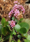 Einzelbild 4 Bergenie - Bergenia crassifolia