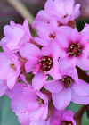 Einzelbild 5 Bergenie - Bergenia crassifolia
