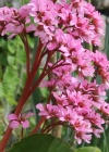 Einzelbild 6 Bergenie - Bergenia crassifolia