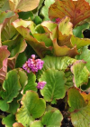 Einzelbild 7 Bergenie - Bergenia crassifolia