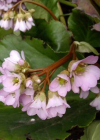 Einzelbild 8 Bergenie - Bergenia crassifolia