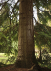 Einzelbild 2 Nordmann-Tanne - Abies nordmanniana