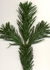 Einzelbild 3 Nordmann-Tanne - Abies nordmanniana