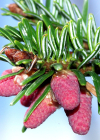 Einzelbild 5 Nordmann-Tanne - Abies nordmanniana