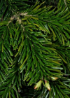 Einzelbild 6 Nordmann-Tanne - Abies nordmanniana
