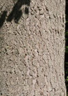 Einzelbild 7 Nordmann-Tanne - Abies nordmanniana
