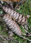 Einzelbild 8 Nordmann-Tanne - Abies nordmanniana