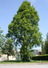 kleines Bild