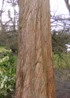 Einzelbild 2 Urweltmammutbaum - Metasequoia glyptostroboides