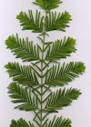 Einzelbild 3 Urweltmammutbaum - Metasequoia glyptostroboides