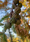 Einzelbild 5 Urweltmammutbaum - Metasequoia glyptostroboides