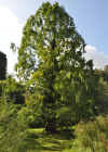 Einzelbild 6 Urweltmammutbaum - Metasequoia glyptostroboides