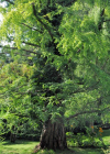 Einzelbild 7 Urweltmammutbaum - Metasequoia glyptostroboides