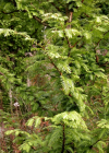 Einzelbild 8 Urweltmammutbaum - Metasequoia glyptostroboides