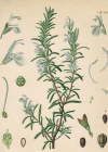 Einzelbild 2 Rosmarin - Rosmarinus officinalis