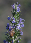 Einzelbild 3 Rosmarin - Rosmarinus officinalis