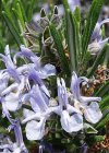 Einzelbild 4 Rosmarin - Rosmarinus officinalis