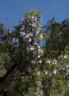 Einzelbild 5 Rosmarin - Rosmarinus officinalis