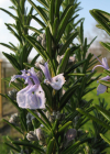 Einzelbild 6 Rosmarin - Rosmarinus officinalis