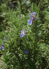 Einzelbild 7 Rosmarin - Rosmarinus officinalis