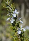 Einzelbild 8 Rosmarin - Rosmarinus officinalis