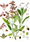 Einzelbild 2 Echte Salbei - Salvia officinalis