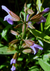 Einzelbild 3 Echte Salbei - Salvia officinalis