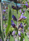 Einzelbild 4 Echte Salbei - Salvia officinalis
