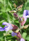 Einzelbild 5 Echte Salbei - Salvia officinalis