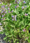 Einzelbild 6 Echte Salbei - Salvia officinalis