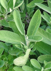 Einzelbild 7 Echte Salbei - Salvia officinalis
