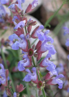 Einzelbild 8 Echte Salbei - Salvia officinalis