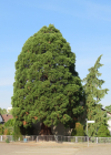 Einzelbild 2 Riesenmammutbaum - Sequoiadendron giganteum