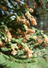 Einzelbild 3 Riesenmammutbaum - Sequoiadendron giganteum
