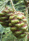 Einzelbild 4 Riesenmammutbaum - Sequoiadendron giganteum
