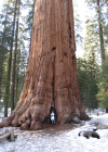 Einzelbild 5 Riesenmammutbaum - Sequoiadendron giganteum