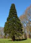 Einzelbild 6 Riesenmammutbaum - Sequoiadendron giganteum
