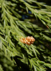 Einzelbild 7 Riesenmammutbaum - Sequoiadendron giganteum