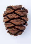 Einzelbild 8 Riesenmammutbaum - Sequoiadendron giganteum