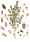 Einzelbild 2 Gewürz-Thymian - Thymus vulgaris