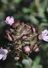 Einzelbild 3 Gewürz-Thymian - Thymus vulgaris