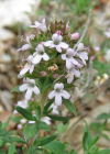 Einzelbild 4 Gewürz-Thymian - Thymus vulgaris