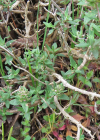 Einzelbild 5 Gewürz-Thymian - Thymus vulgaris