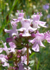 Einzelbild 6 Gewürz-Thymian - Thymus vulgaris