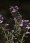 Einzelbild 7 Gewürz-Thymian - Thymus vulgaris