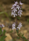 Einzelbild 8 Gewürz-Thymian - Thymus vulgaris
